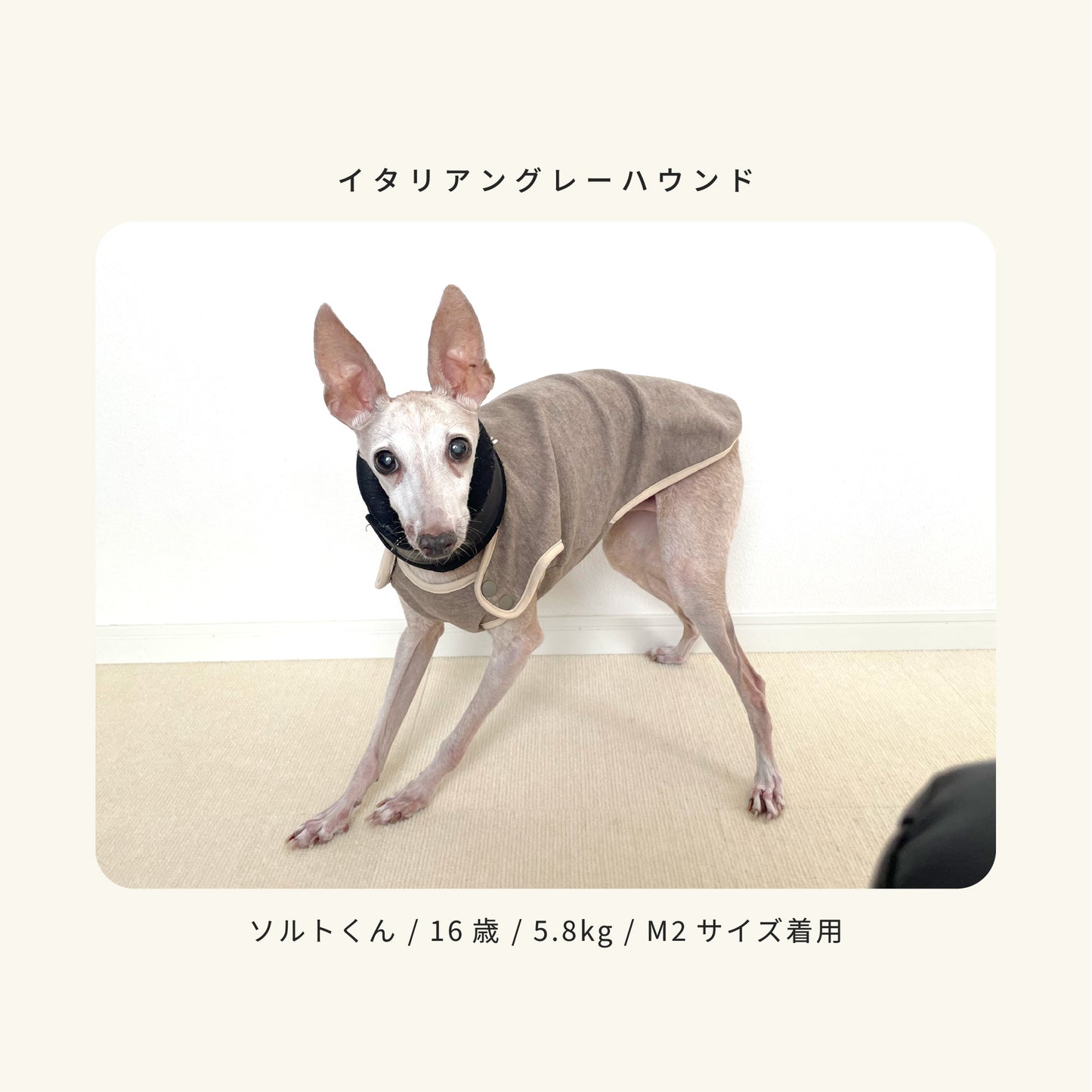 moocy(ムーシー) よりそいウェア ペット服 犬 服 シニア 介護 ケアウェア 老犬 グッズ リラックス ウェア チワワ トイプードル ポメラニアン ダックス 柴 小型犬 中型犬 オールシーズン